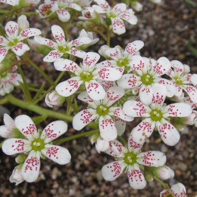 Saxifraga 'Southside Seedling' 